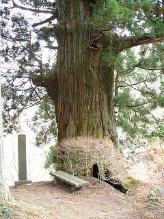 20060326矢立の杉1.jpg