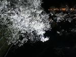 20070408上田城桜3s-.jpg
