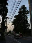 20070613杉並木s-.jpg