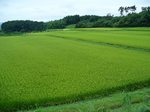 20070901稲穂s-.jpg