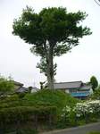 20080504壬生一里塚s-.jpg