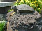 20080614狛亀s-.jpg