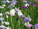 20080614菖蒲園s-.jpg