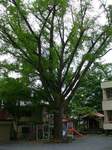 20080622実相寺銀杏s-.jpg