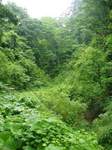 20080623蓑が坂登り口s-.jpg