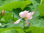 20080711源平池蓮1s-.jpg