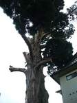 20081215姥杉s-.jpg