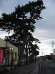 20081217野内宿松並木s-.jpg