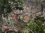 20081227寒桜1s-.jpg