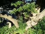 20081227慈眼寺寄り木s-.jpg