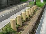 20090404関戸木柵s-.jpg