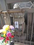 20090418源義賢墓s-.jpg