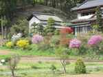 20090418春の花s-.jpg