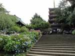 20090615本土寺1s-.jpg