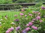 20090615本土寺2.jpg