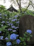 20090615本土寺3s-.jpg