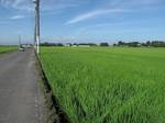 20090725藤代への道s-.jpg