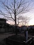20100118石名坂榎s-.jpg