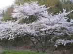 20100425桜s-.jpg