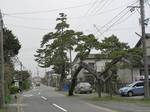 20100429松s-.jpg