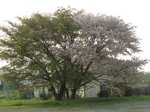 20100504桜s-.jpg