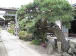 20100509青龍の松s-.jpg