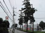 20100703ふるさとの並木道s-.jpg