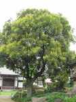 20100703ボダイジュs-.jpg