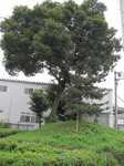 20100703下高野一里塚s-.jpg