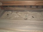 20100703国昌寺龍s-.jpg