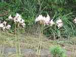 20100919彼岸花s-.jpg
