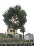 20100919新田一里塚s-.jpg