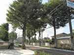 20101002欅並木s-.jpg