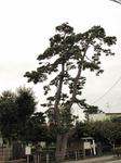 20101024二木の松s-.jpg