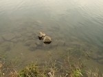 20101024藤場の渡しs-.jpg