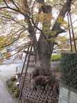 20101127白山神社欅s-.jpg