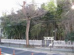 20101229不知八幡森s-.jpg