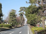 20110222松並木s-.jpg