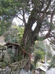 20110327応永の槇s-.jpg