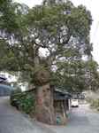 20110404くすの木s-.jpg