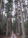 20110404宗太郎杉並木s-.jpg