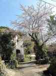 20110404川横区風景s-.jpg