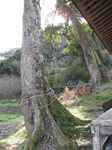 20110404髑髏木s-.jpg