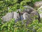 20110410蛇地蔵溝s-.jpg