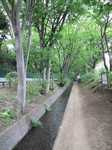 20110503千川上水s-.jpg
