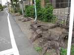 20110503欅伐採痕s-.jpg