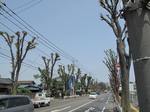 20110504欅並木s-.jpg