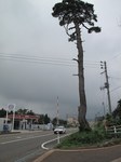 20110910北沢一本杉s-.jpg