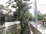 20111122六郷用水沿いの道s-.jpg
