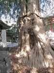 20111122善養寺カヤs-.jpg